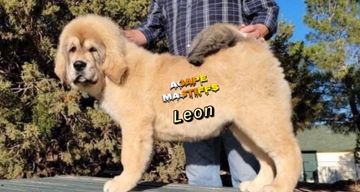 Tibetan Mastiff puppy Leon