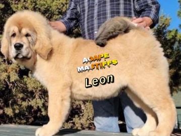 Tibetan Mastiff Leon