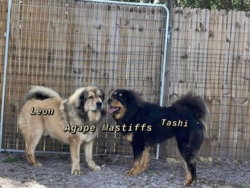 Tibetan Mastiffs Leon and Tashi