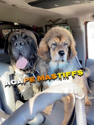English Mastiff and a Tibetan Mastiff
