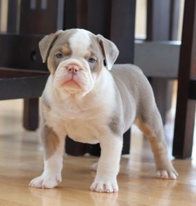 Lilac tri female - ADOPTED (Arnesto, Kellie & Family)