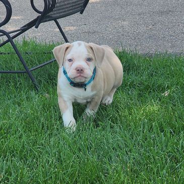 Female - lilac fawn **ADOPTED** (Peter & family)