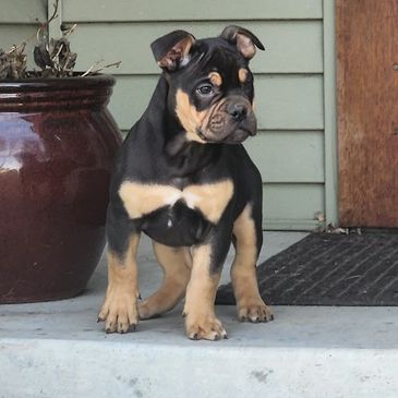 A small black and tan puppy standing on a porch.