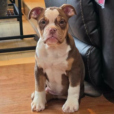 Adorable brown and white bulldog puppy sitting on a wooden floor.