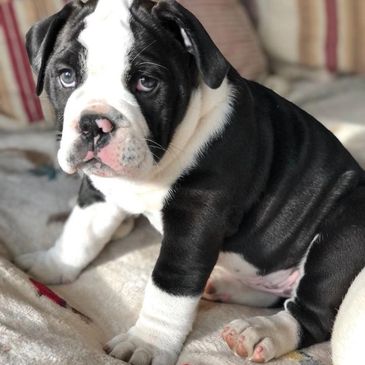 Black and white olde English bulldogge puppy,  Minnesota