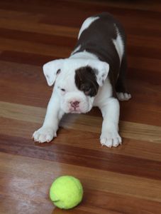 Chocolate male -ADOPTED (Jack & Tina)