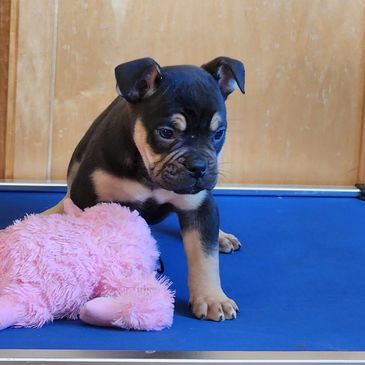 A small black and tan puppy with a pink plush toy on a blue surface.