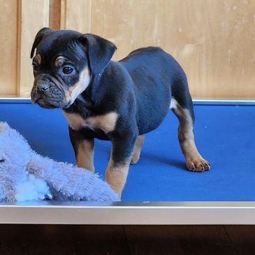 Small black and tan puppy standing on a blue mat near a stuffed toy.
