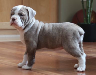 Lilac brindle female - ADOPTED (Kyle)