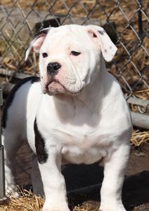 White & black female - ADOPTED (Bryan, Erin & Emmit)