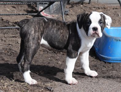 Black & white brindle female - ADOPTED (Deb)