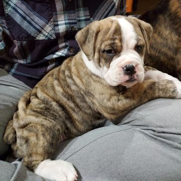 chocolate brindle olde english bulldogge puppy, puppies, farmington, mn, minnesota, k2 kennels