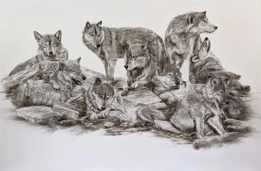 Fine art black and white fumage drawing of Timber wolf family