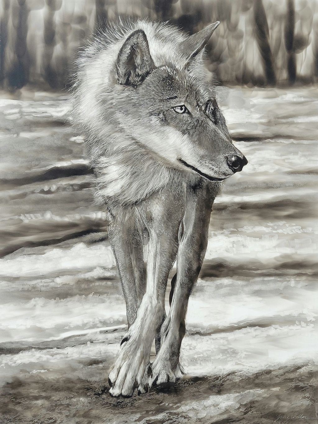 Wildlife art drawing of a Wolf in Fumage, black and white image