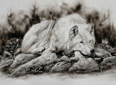 Fine art fumage drawing of a white wolf laying down.