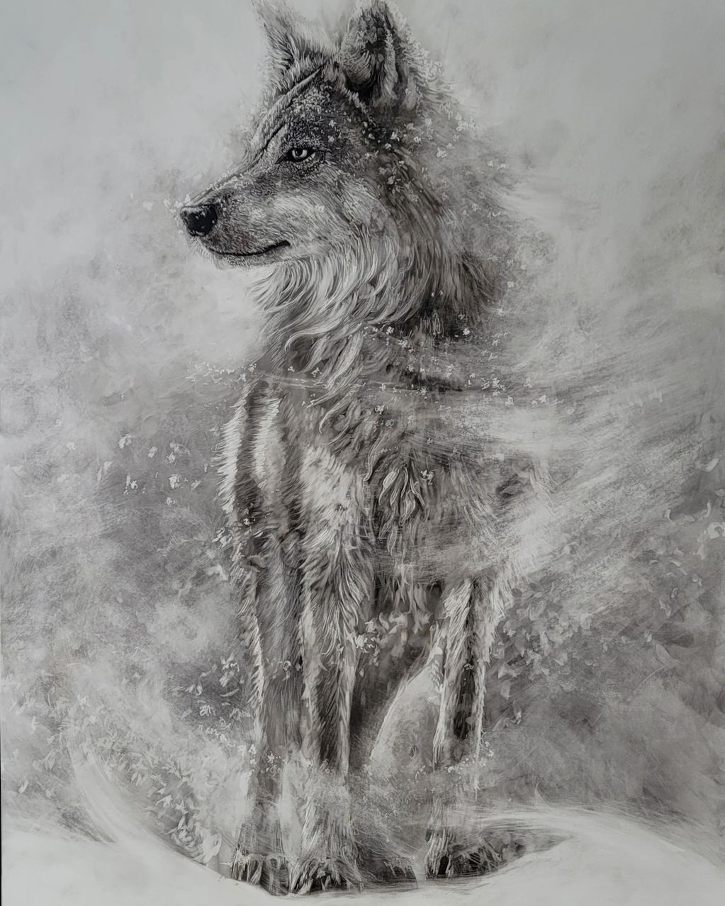Wolf in the snow, black and white wildlife drawing in Fumage