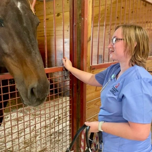 Veterinarian interacts with a horse in a stable.