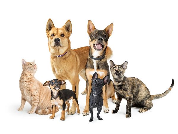 Group of dogs and cats sitting together.