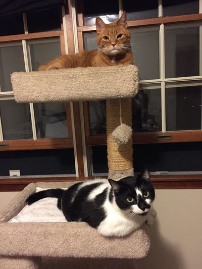 Cats on cat tower