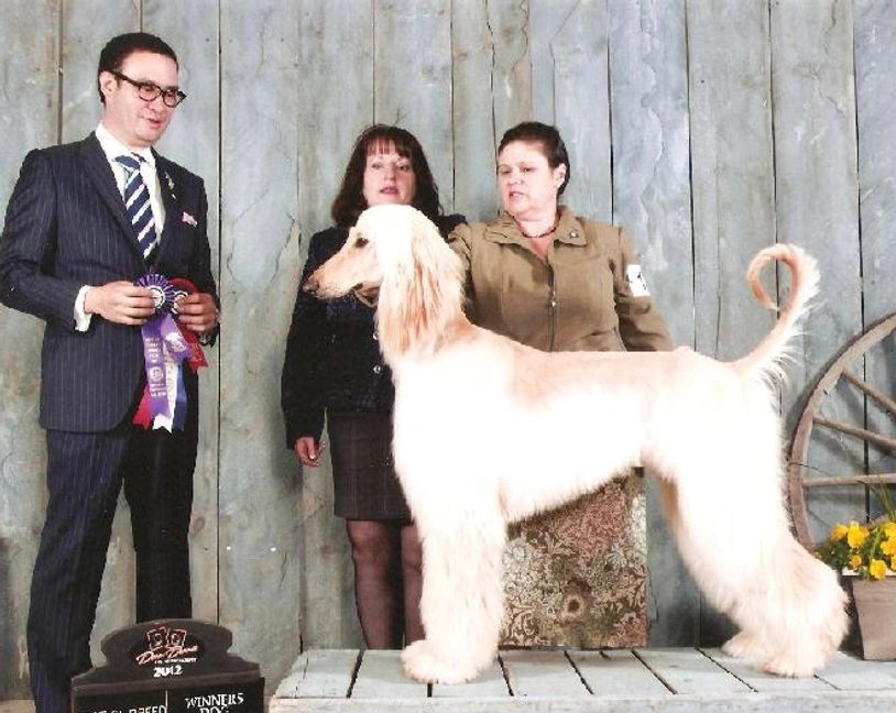 TOKABOUT Afghan Hounds