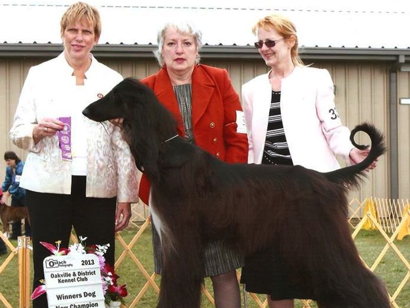TOKABOUT Afghan Hounds