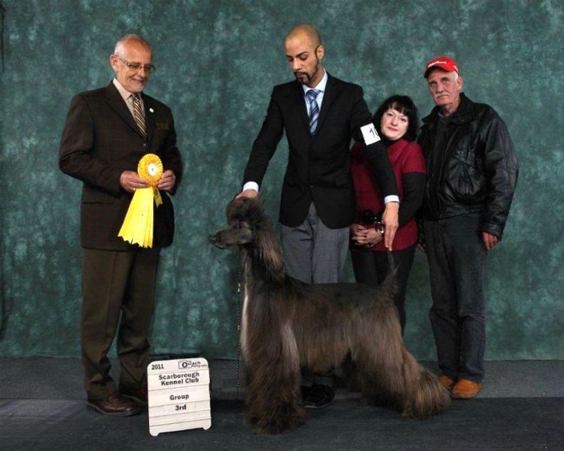 TOKABOUT Afghan Hounds