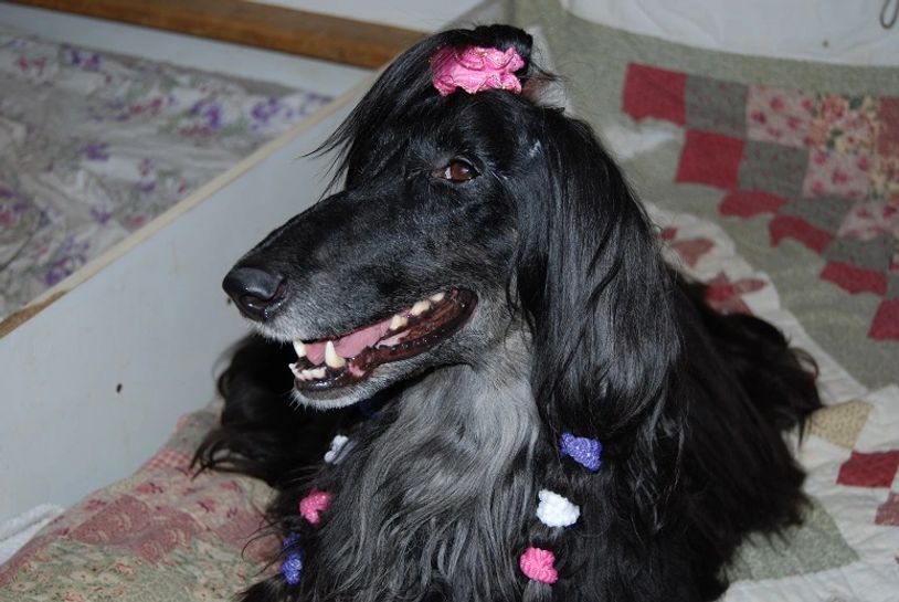 TOKABOUT Afghan Hounds