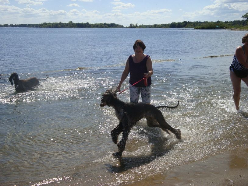 TOKABOUT Afghan Hounds