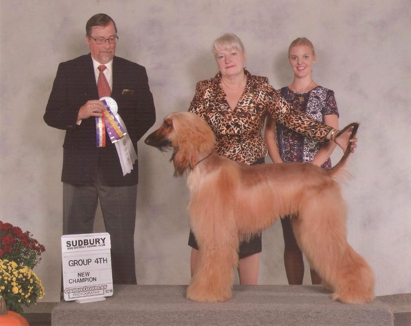 TOKABOUT Afghan Hounds