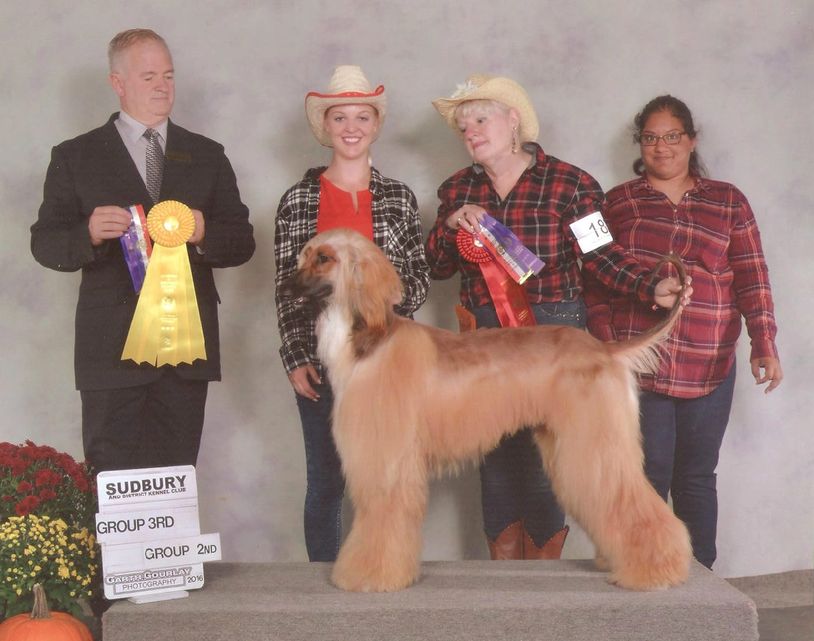 TOKABOUT Afghan Hounds