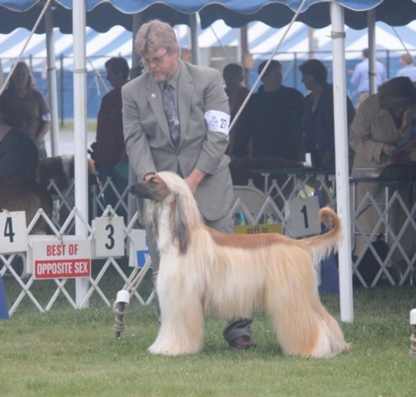 TOKABOUT Afghan Hounds