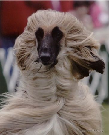 TOKABOUT Afghan Hounds