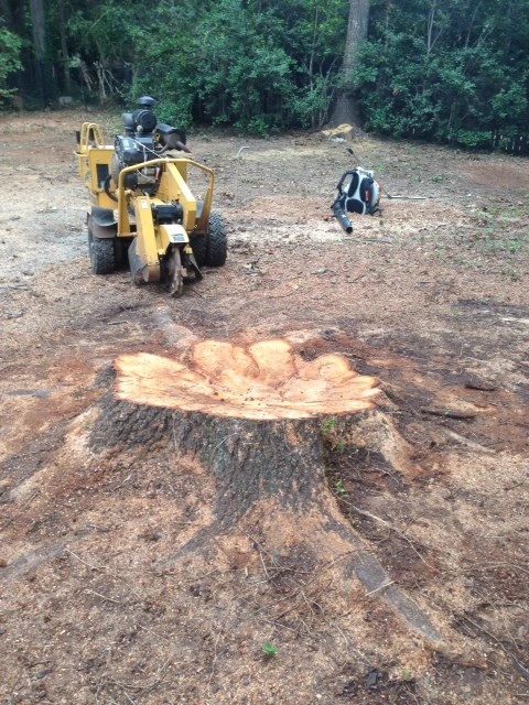 Stump Tree Service Removal Charlotte