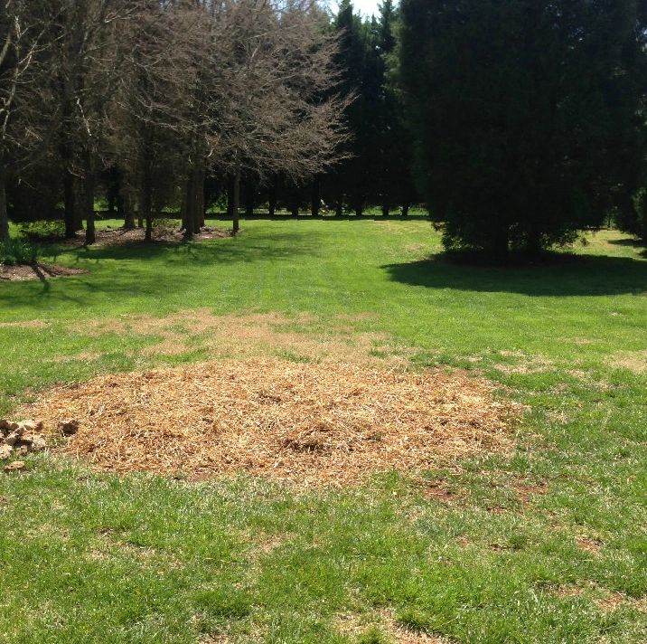 Stump Grinding Services Charlotte NC