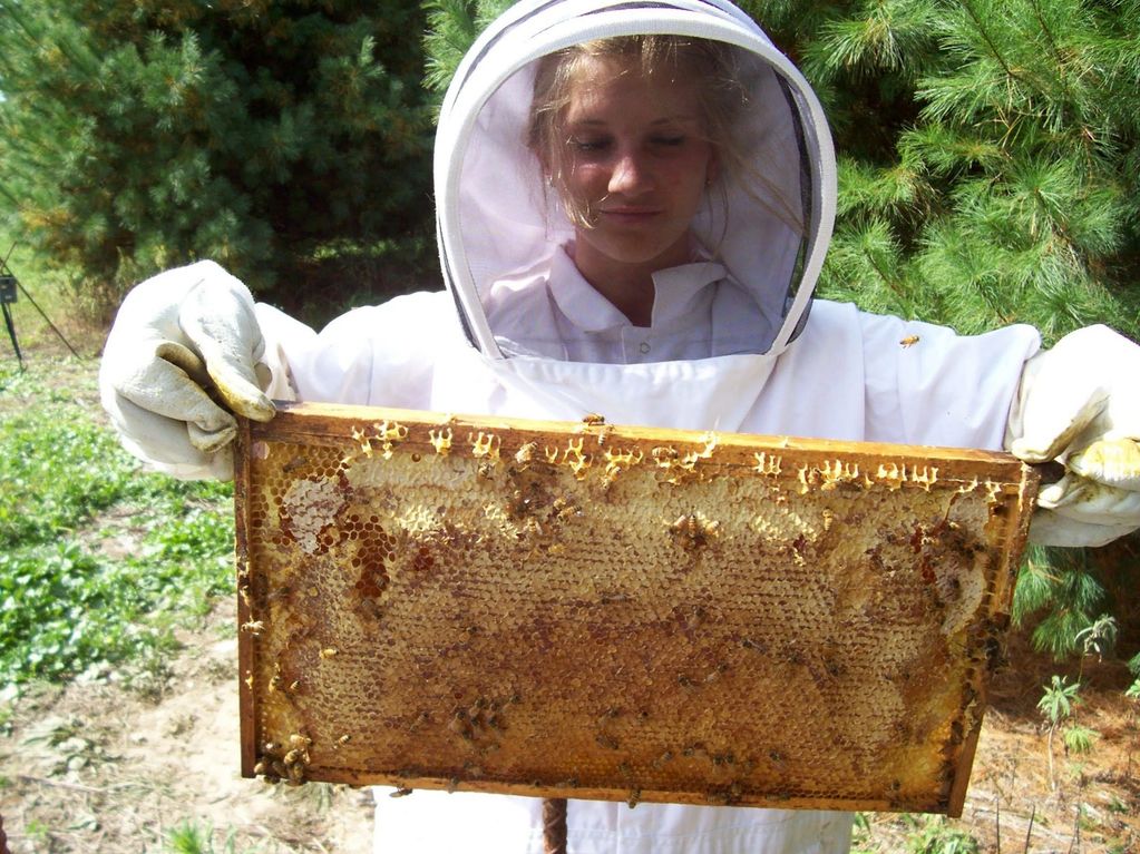 Emily harvesting Honey