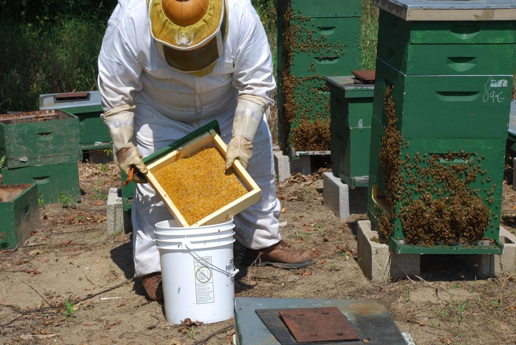 Scott collecting the first batch of ”Bee Pollen” !