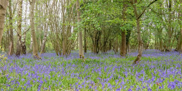 cabin rental in bluebell wood