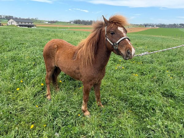 A brown pony standing on green grass in a rural field.