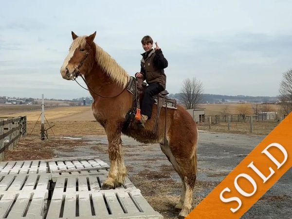 Young rider on a large horse with a "SOLD" label.