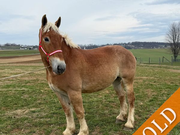 A brown horse with a light mane stands in a grassy field under a cloudy sky.