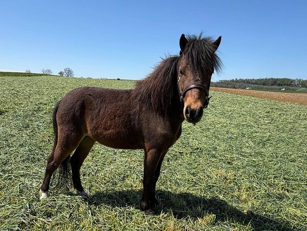 A brown pony standing on a grassy field under a clear blue sky.