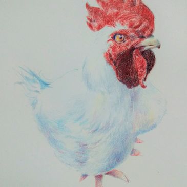 colored pencil drawing of chicken