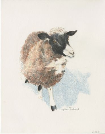 colored pencil sheep drawing