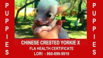 Chinese Crested Yorkie X Puppies. Florida Health Certificate