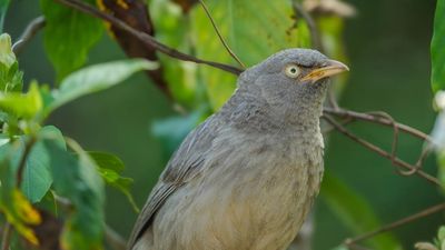 Close-up of a grey bird perched among green leaves.