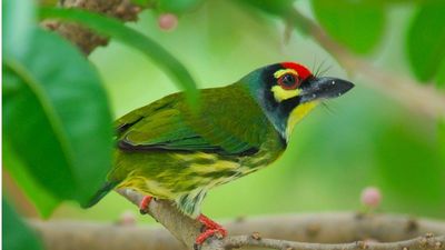 Colorful bird perched on a branch amidst green leaves.