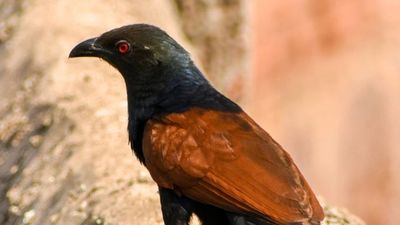 A bird with a black head, red eye, and brown wings perched on a stone surface.