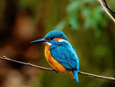 A vibrant kingfisher perched on a thin branch in a natural setting.