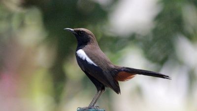 A small bird with brown and black feathers perched on a green post.