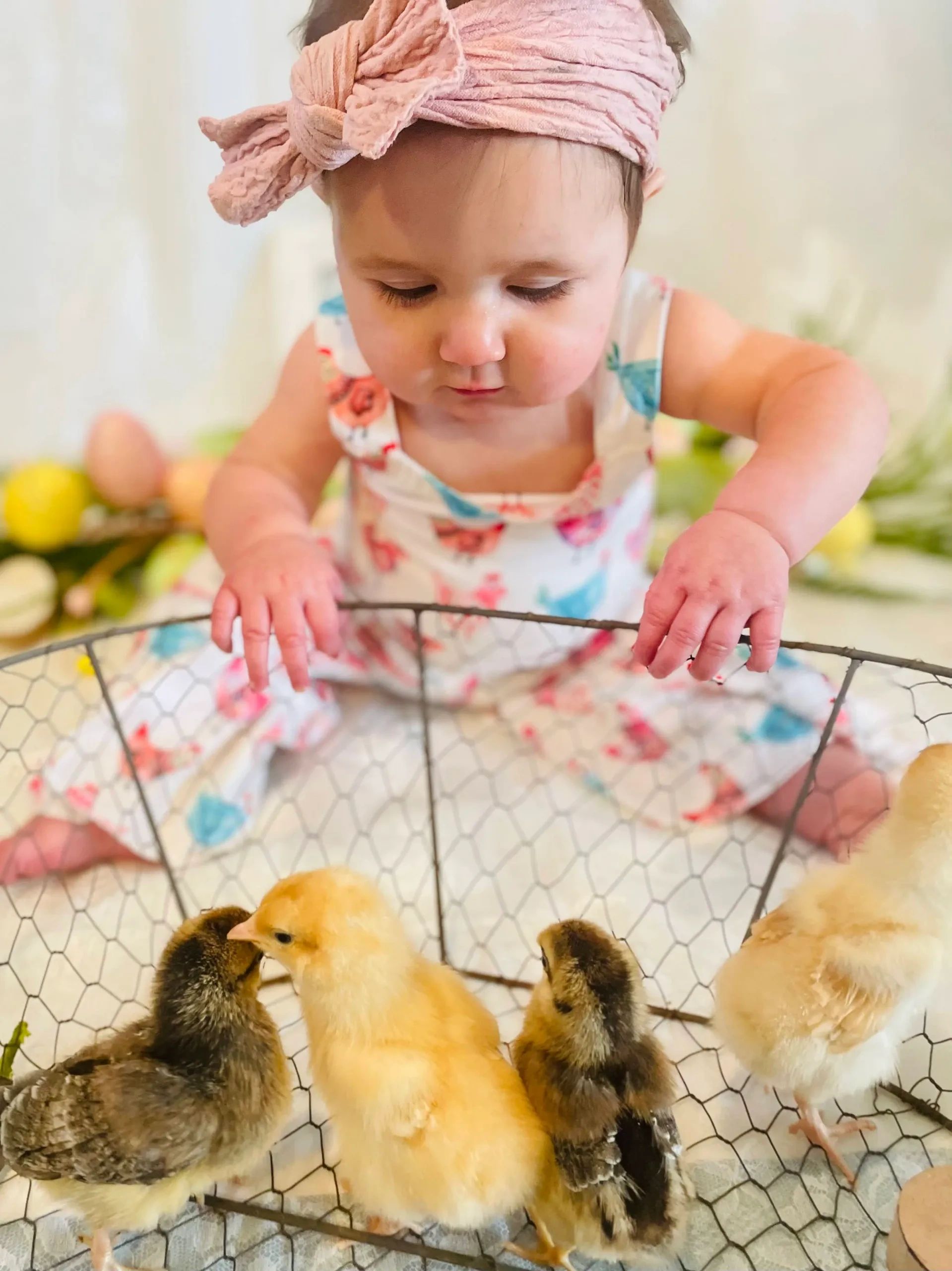 Infant girl looking into a basket of baby chicks